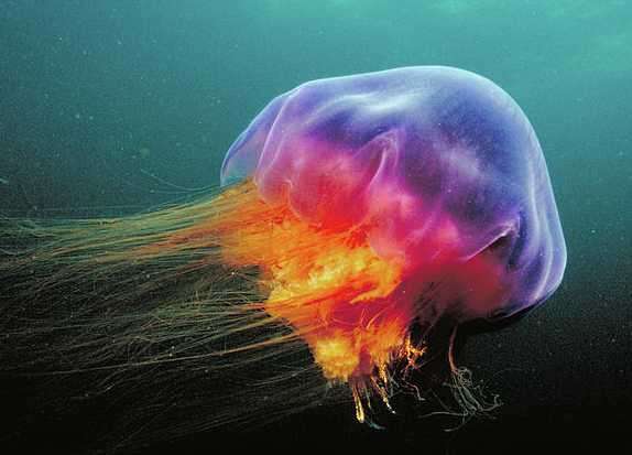 La Medusa de Mar Características ,Vida y Alimentación