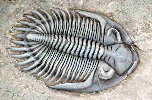 Resultado de imagen de trilobites