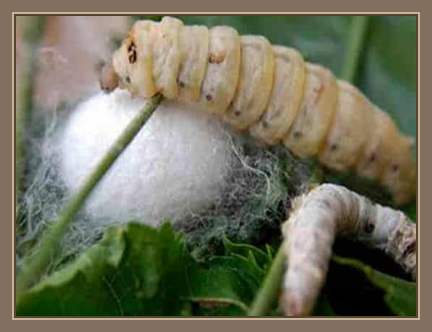 invento chino:seda natural