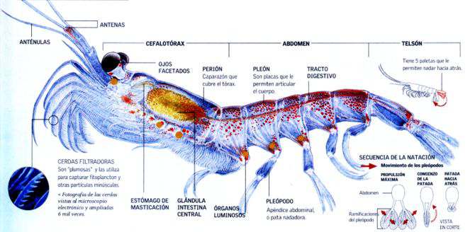 Krill Antartico: riqueza proteica para alimento marino y humano