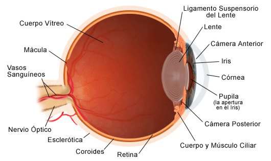 estructura del ojo 