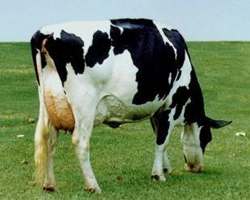 vaca argentina, holando