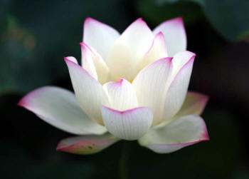 la flor sagrada de Buda