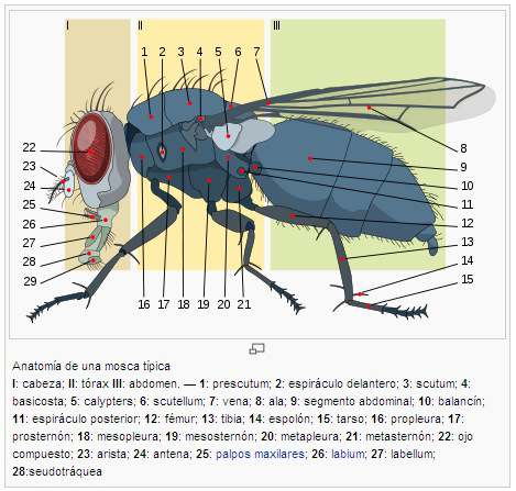 esquma anatomia de una mosca