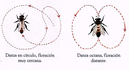 danza de la abejas para comunicarse