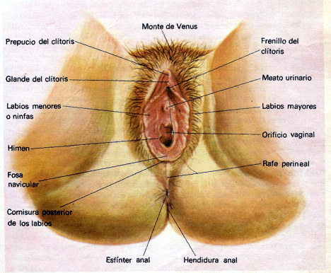 vagina, aparato reproducto femenino