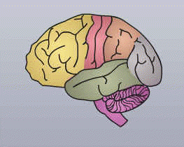 neurotransmisores cerebro