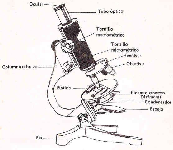 Microscopio Forma de Uso Manejo 
