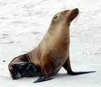 mamiferos foca