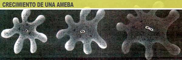 CRECIMIENTO DE una ameba ser unicelular