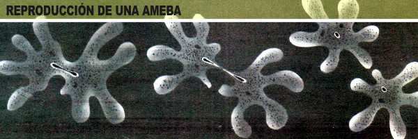 reproduccion de una ameba