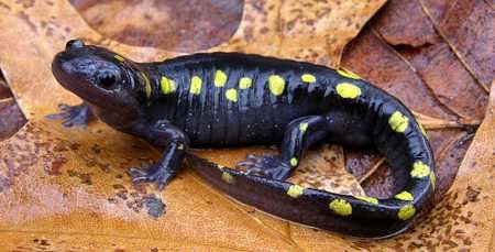 Salamandra moteada europea