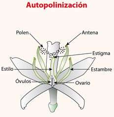 La Polinizacion de las Plantas:Agentes , Mecanismos y Tipos
