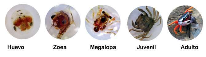 ciclo biologico del cangrejo