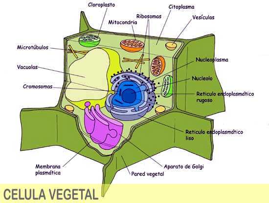 imagen de una celula vegetal, con sus partes