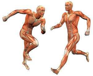 musculos del cuerpo humano