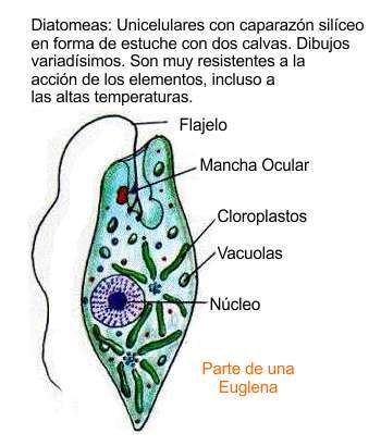 diatomeas