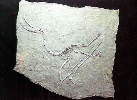 dinosaurio de la patagonia
