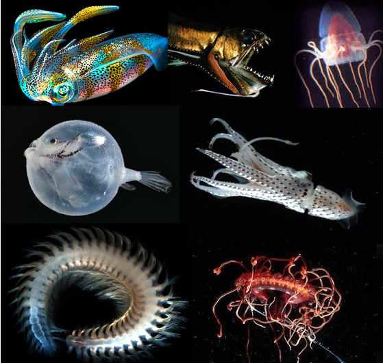 fauna del fondo marino