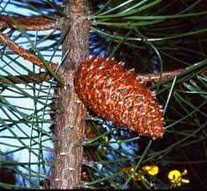planta ginosperma semilla desnuda