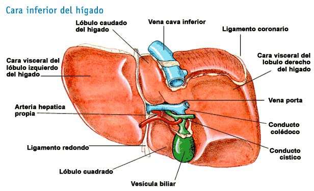 Funcionamiento del Hígado:Funcion en el Aparato Digestivo