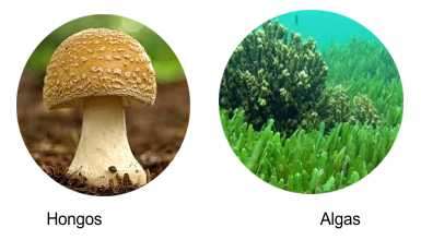 hongos y algas
