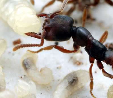hormiga ataca una larva de otra raza