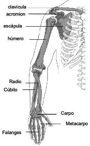 huesos del brazo