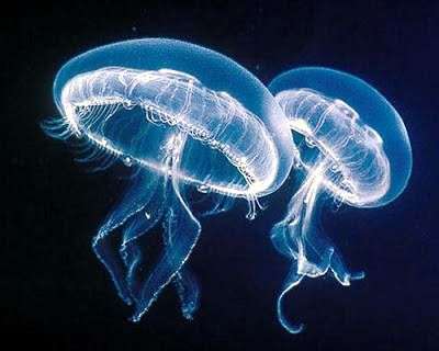 medusas en el mar