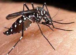 Mosquito que transmite el Dengue, Malaria