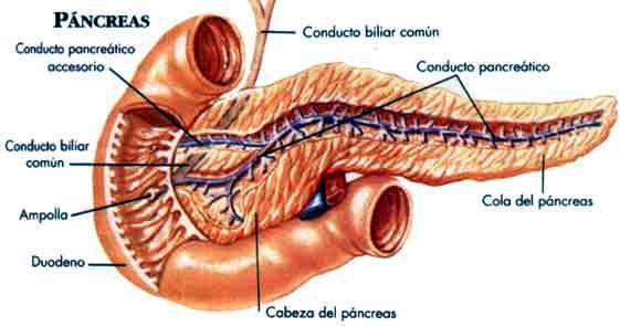 corte interno del pancreas