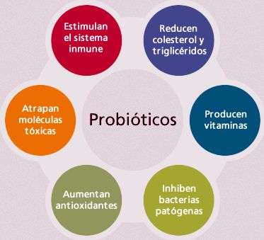 propiedades de los probioticos