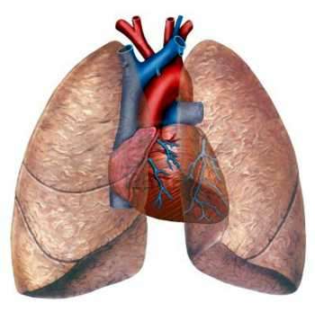 pulmón humano