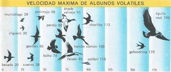 tabla de velocidad de la aves