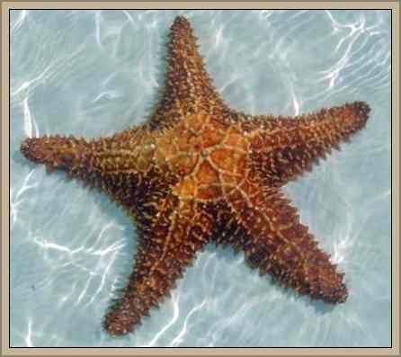 estrella de mar comun