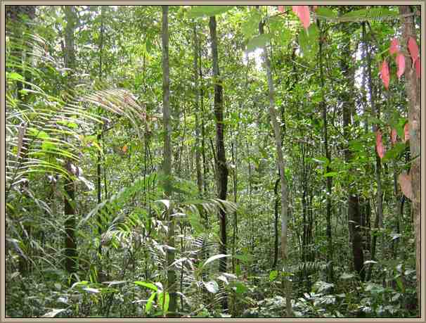 bosque tropical arbustivo biomas