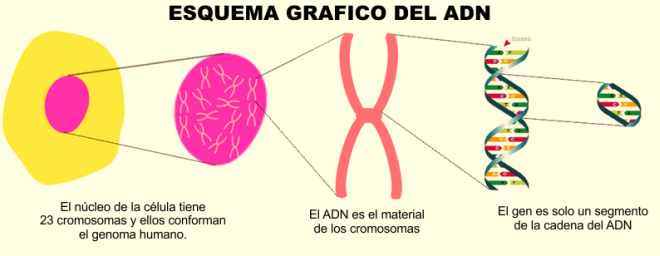 El Adn Genes Y Cromosomas Objetivos Del Proyecto Genoma Humano