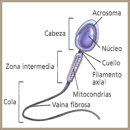 partes de un espermatozoide