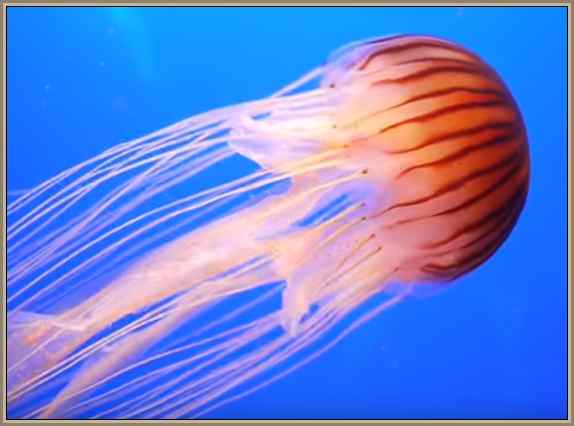 medusas venenosas