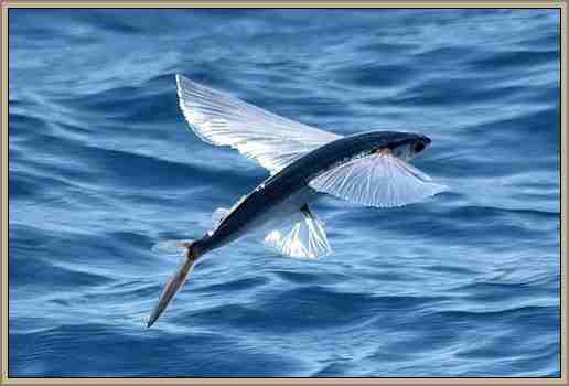 pez volador