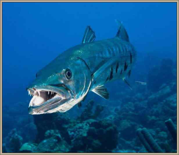 peces agresivos y mas temidos