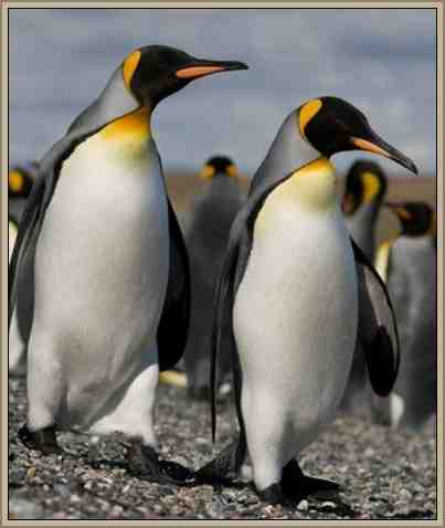 pinguino real costumbres