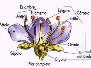 GERMINACIÓN DE UNA FLOR