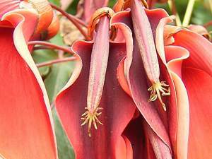 FLORA Y FAUNA ARGENTINA