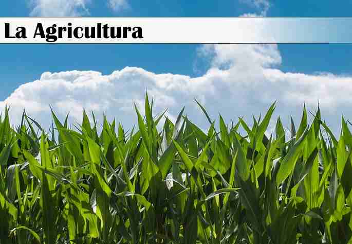 La Agricultura en el Mundo: Modernizacion, Organizacion y Caracteristicas