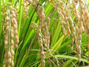 Arroz