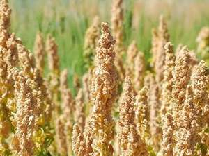 Quinoa