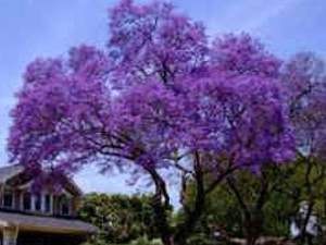 ÁRBOLES NATIVOS DE ARGENTINA