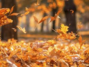 ¿POR QUÉ SE CAEN LAS HOJAS EN OTOÑO?