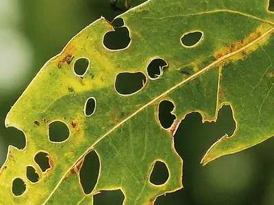 Plagas Calentamiento